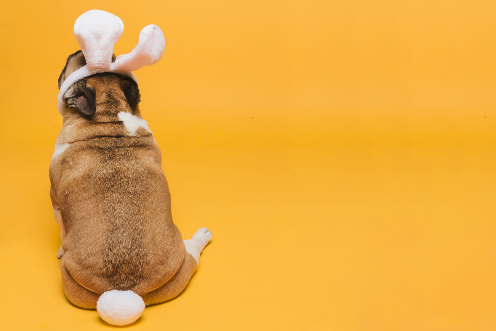 chubby-dog-dressed-as-bunny